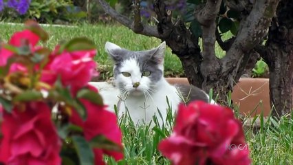 Funny Cats Compilation (Most Popular) Part 1