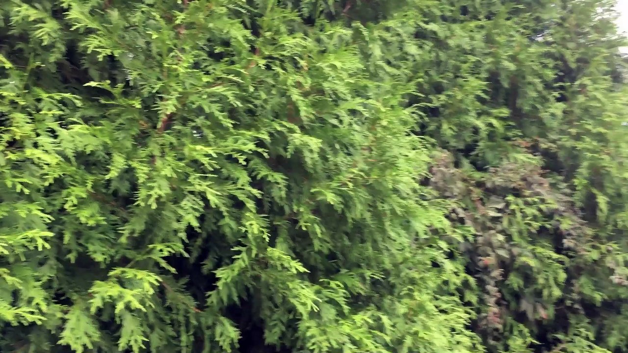 In Memory of Abbas Kiarostami (19) Freedom At Last