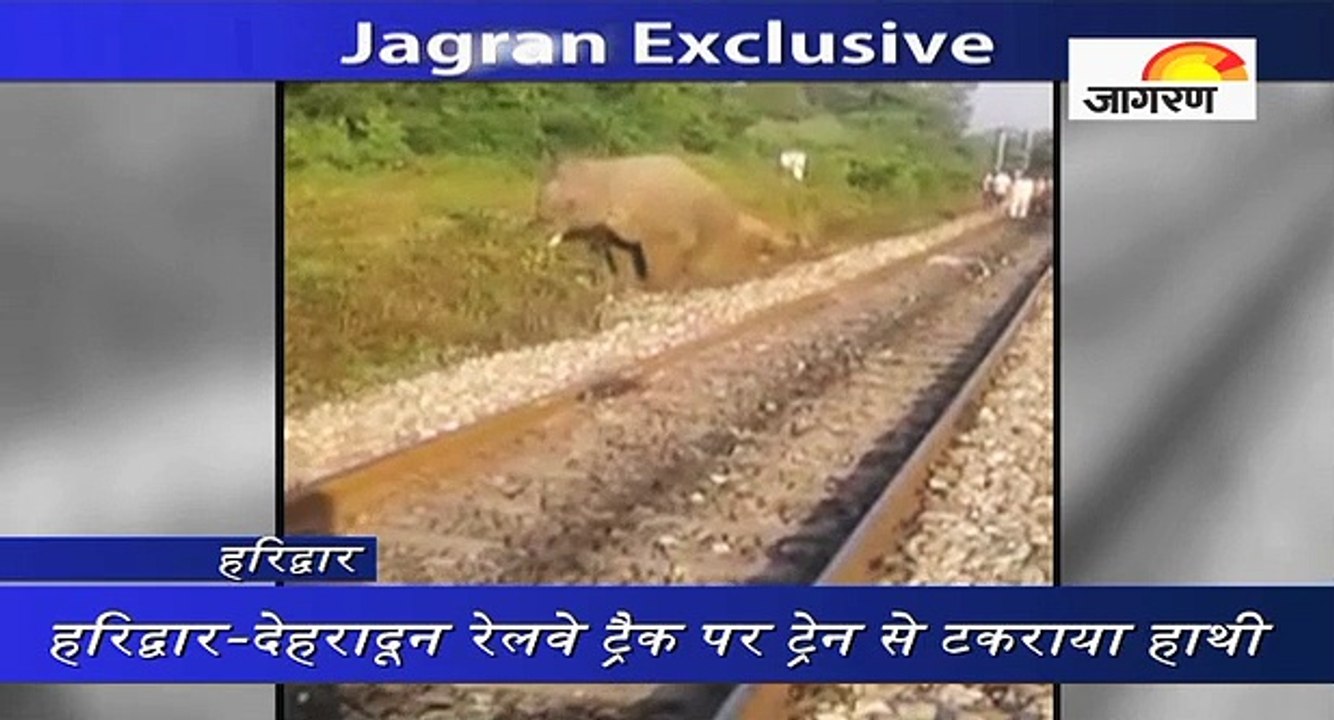 हरिद्वार-देहरादून रेलवे ट्रैक पर ट्रेन से टकराया हाथी