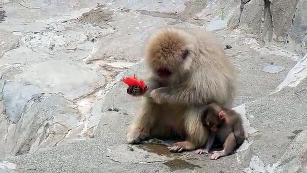 baby monkey With Mother