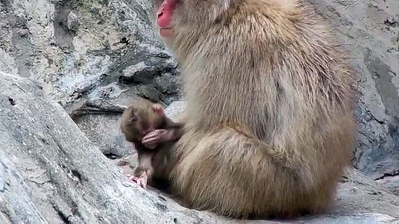 adorable little monkey
