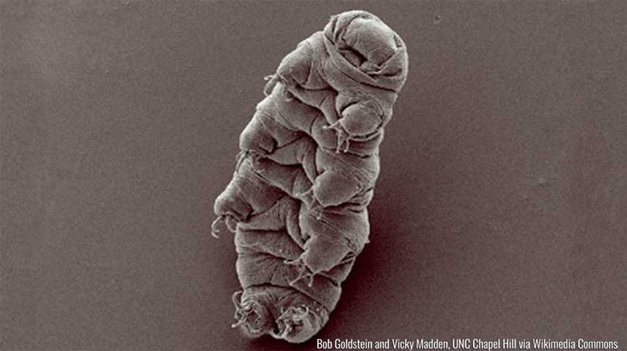 Tardigrades : ces étranges créatures survivent (presque) partout