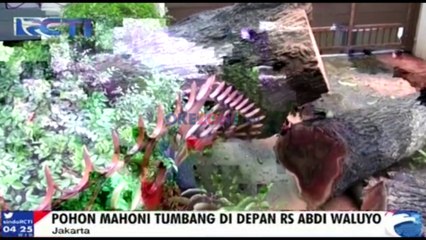 Hujan Deras, Pohon Tumbang di Menteng