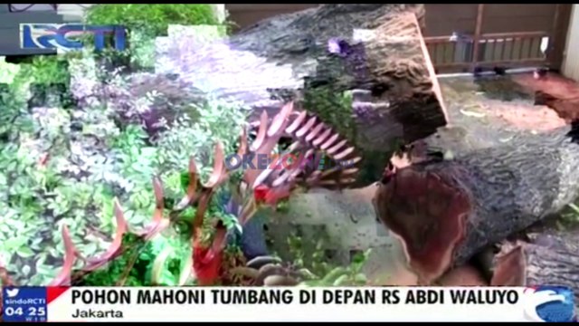 Hujan Deras, Pohon Tumbang di Menteng