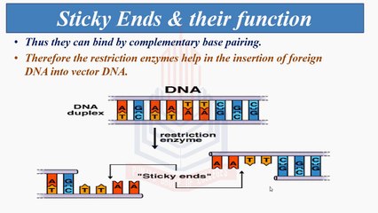 EcoR1, Sticky Ends, Molecular Carrier, Plasmid Types, DNA of Bacteriophage
