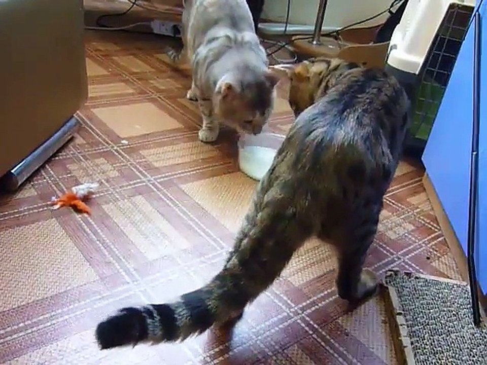 C'est mon bol! Non c'est mon bol! Chats trop marrants