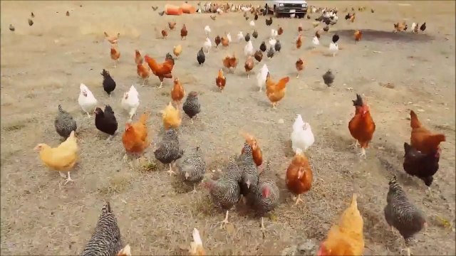 Walking dead façon poules... Flippant