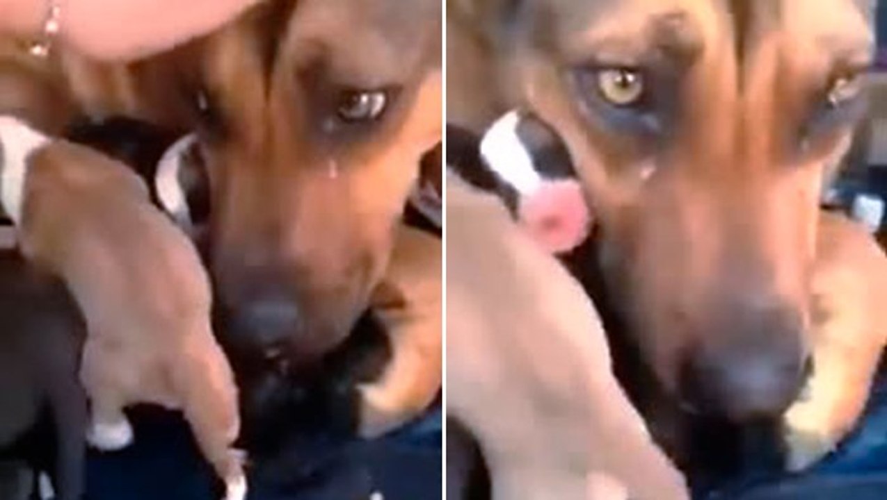 Le riportano i cuccioli smarriti, la cagnolina non trattiene le lacrime
