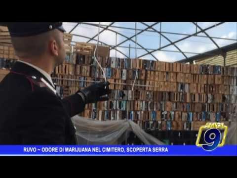 Ruvo | Odore di marijuana nel cimitero, scoperta una serra