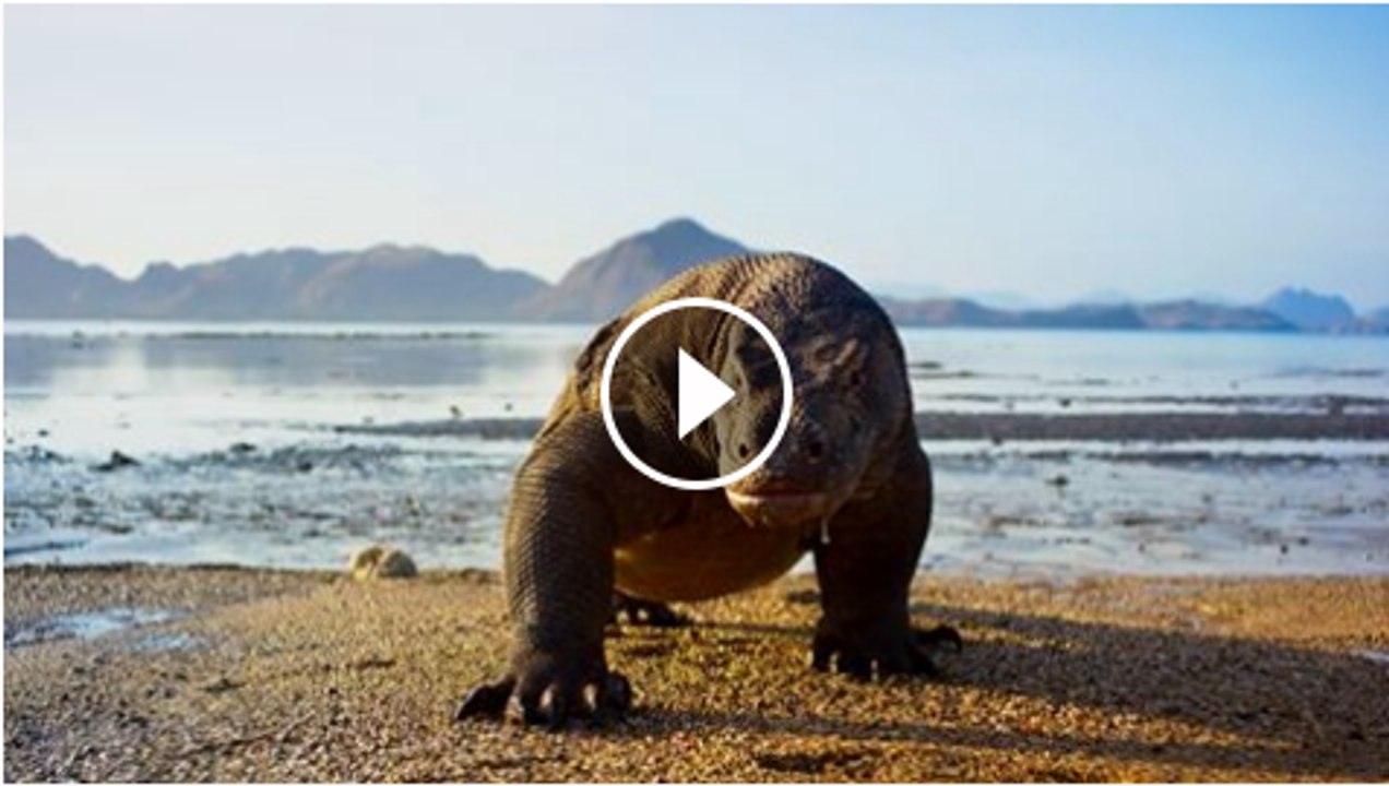 This is planet earth for shocking animals