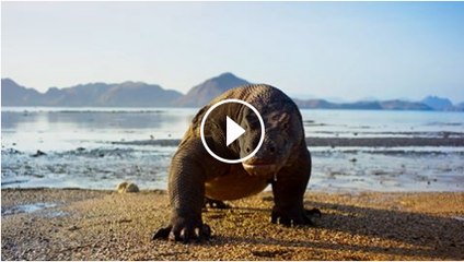 This is planet earth for shocking animals