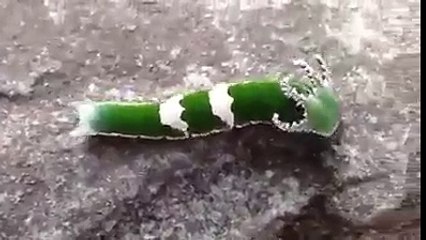 ہے کوئی اللہ تعالیٰ کے سوا ایسی تخلیق کرنے والا؟