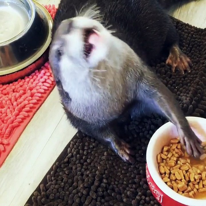 Une loutre mange des croquettes