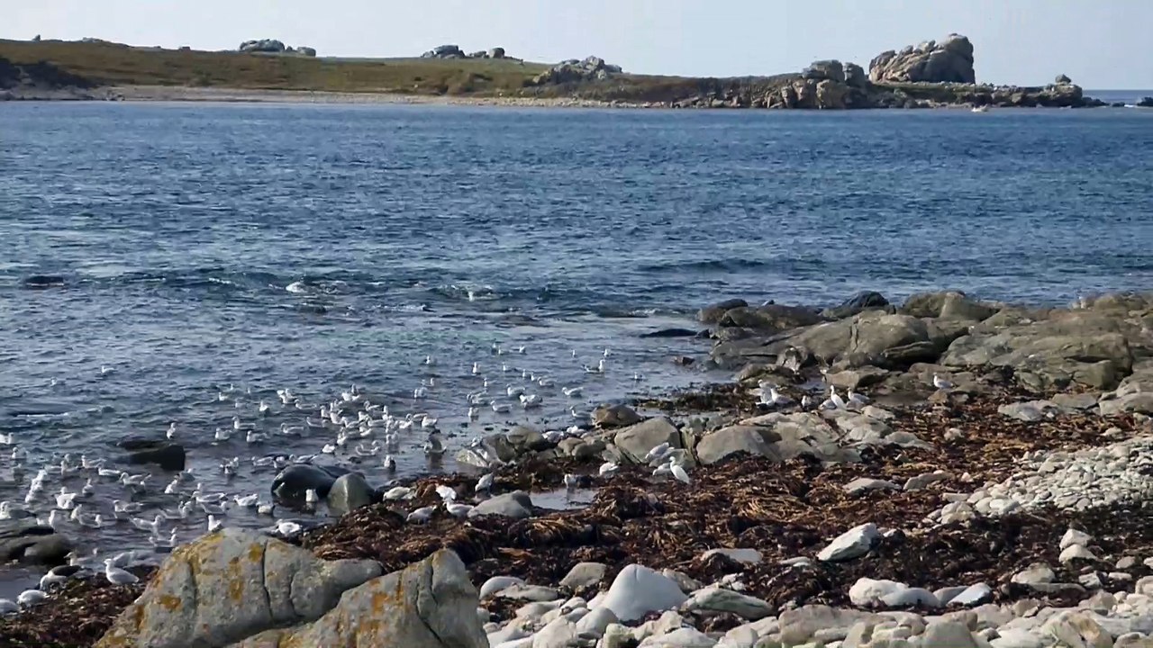 Goelands et mouettes