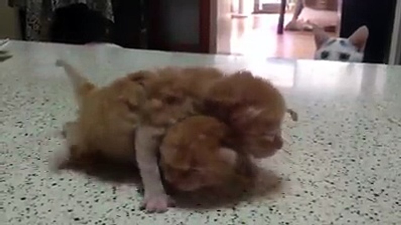 Laughing funny 84