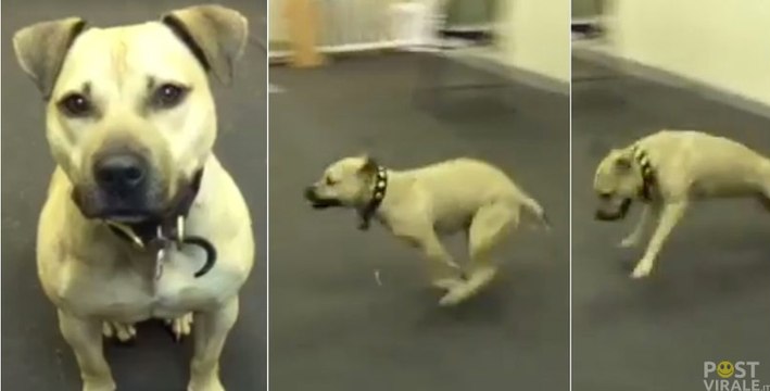 Un cane adottato mangia la pizza per la prima volta. La sua reazione ti farà morire dal ridere