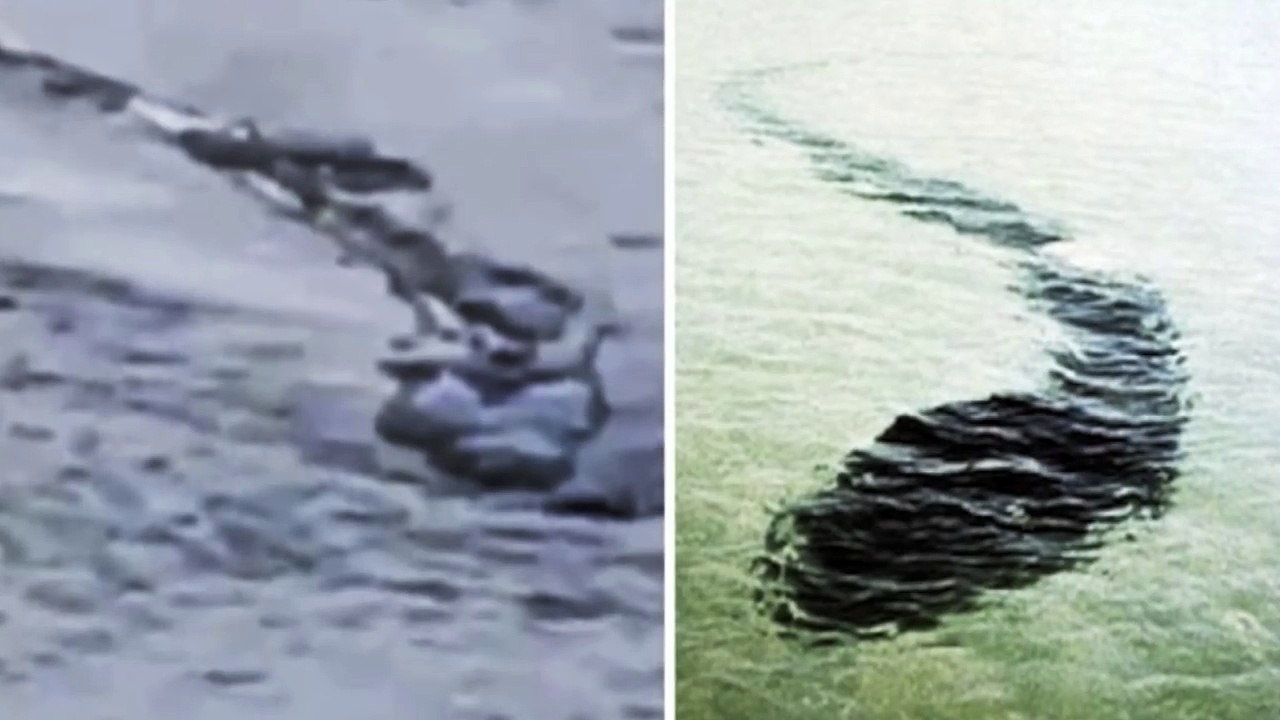 5 Mysterious & Unexplained Creatures Caught On Tape