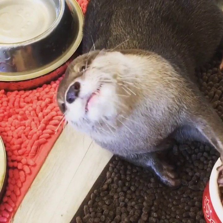 Une loutre mange des croquettes