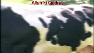 Allah Ki Qudrat Heaviest Cow Qurbani 2016 Karachi Pakistan Mandi Bakra Eid 2016 new songs 2016 new bollywood songs
