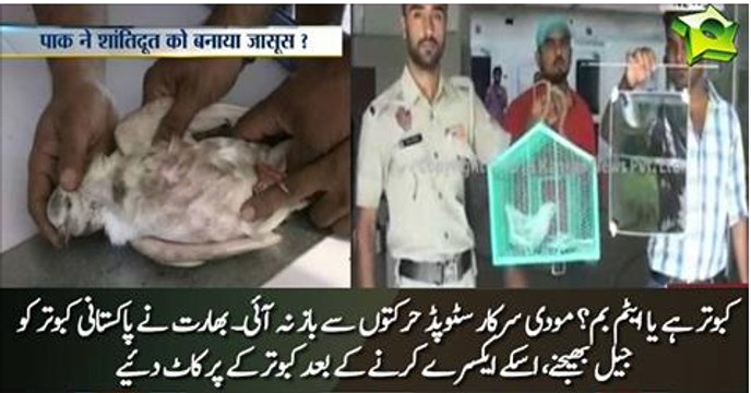Indian police clips wings of Pakistani 'spy pigeon' to stop it flying back to Pakistan