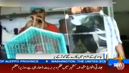 Kabotar hai ya Atom Bomb? - Bharat nay Pakistani kabotar kay parr kat diye