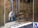 ایک ہی پنجرے میں شیر اور کتا کیسے رہ سکتے ہیں دیکھیے اس ویڈیو میں