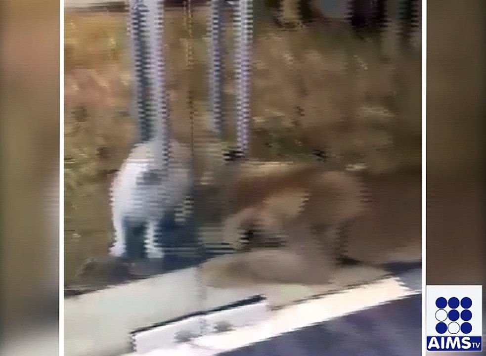 ایک ہی پنجرے میں شیر اور کتا کیسے رہ سکتے ہیں دیکھیے اس ویڈیو میں