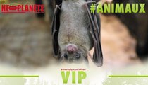 [VIP] Quand Center Parcs invite les chauve-souris dans la Vienne