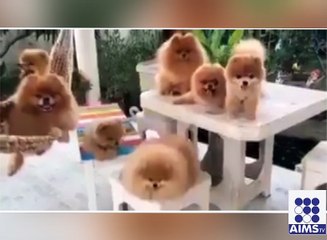 یہ اصلی ہیں یا نقلی فیصلہ خود کریں