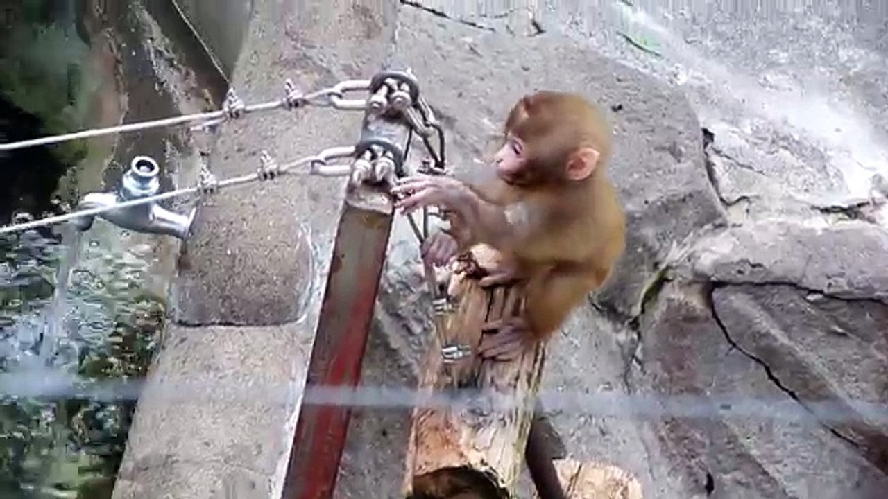 Baby MOnkey Cute