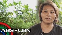 Tapatan Ni Tunying: Farm In the City