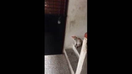 Un chat qui toque à la porte !