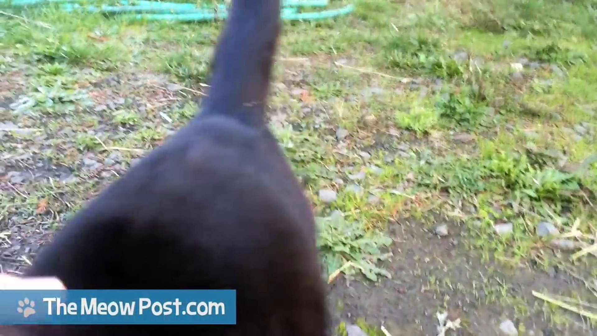 Le Miaulement De Ce Chat A Impressionne Des Millions D Internautes Video Dailymotion