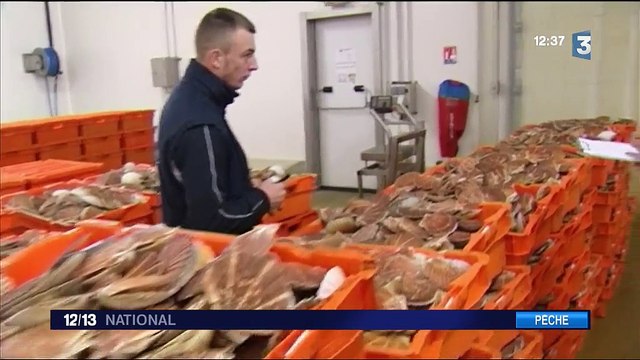 Pêche : le retour de la coquille Saint-Jacques