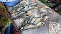 Goldhah Fish Selling || Bangladeshi Fish Market