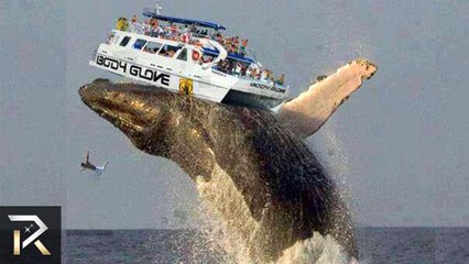 Biggest Blue Whale Tongue! (30 Facts You Won't Believe!)