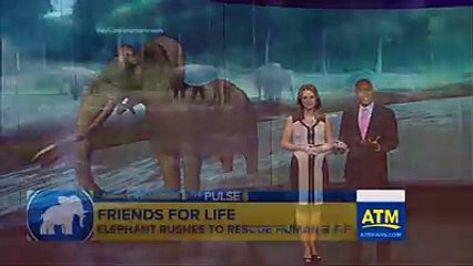 A park staffer was rescued by a baby elephant when he went swimming in a river