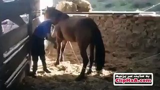 HORSE HITTING