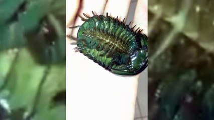 Eu não colocaria na minha mão...>