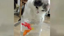 Gato com peixinhos de brinquedo