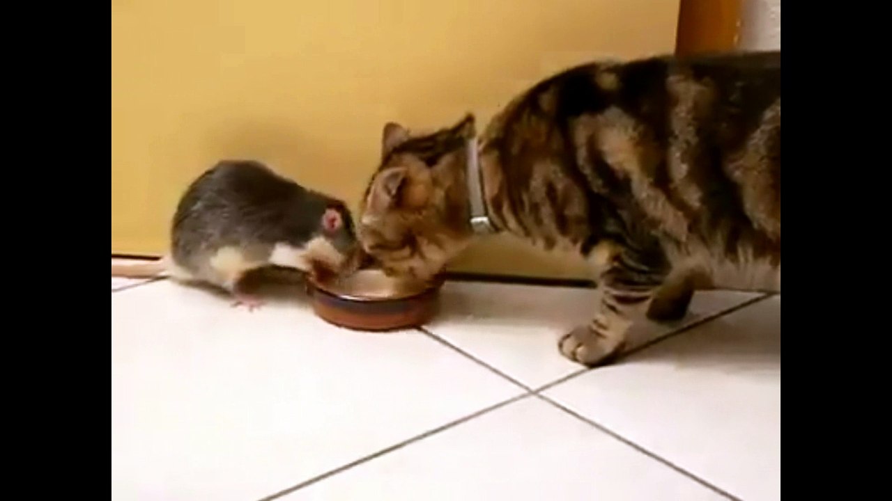 Rato e gato