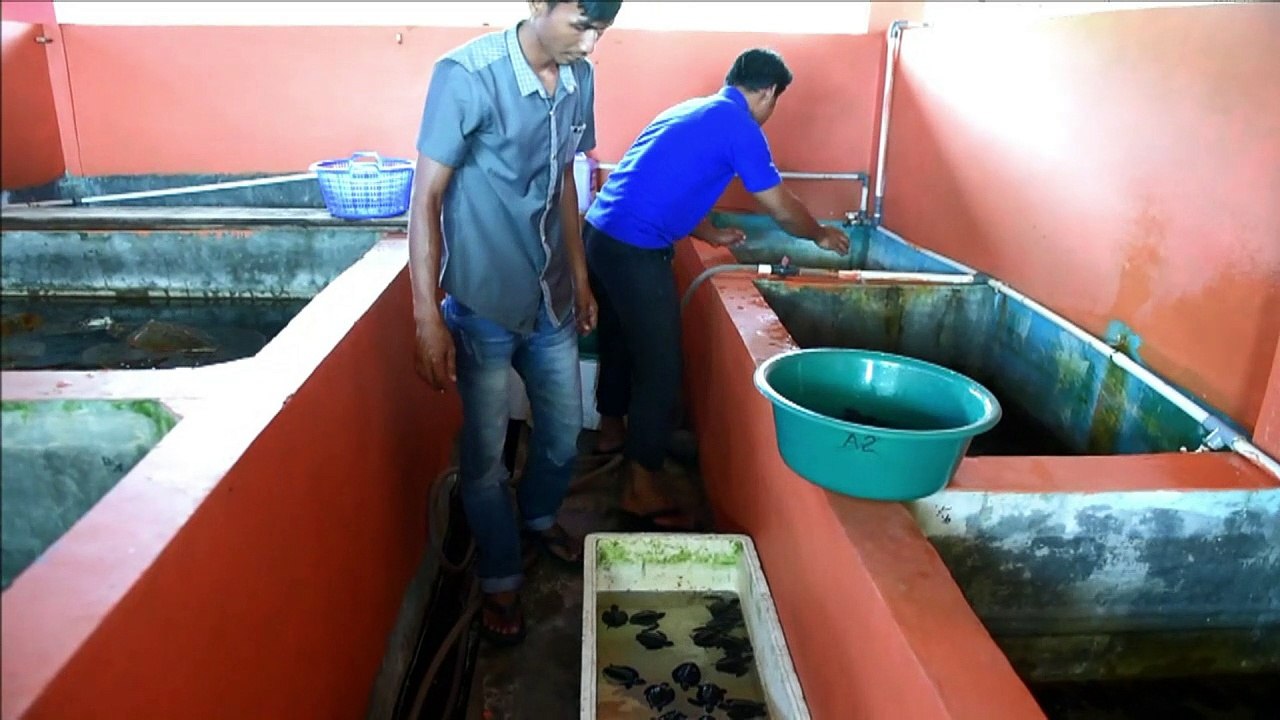 En Indonésie, un centre pour sauver les bébés tortues