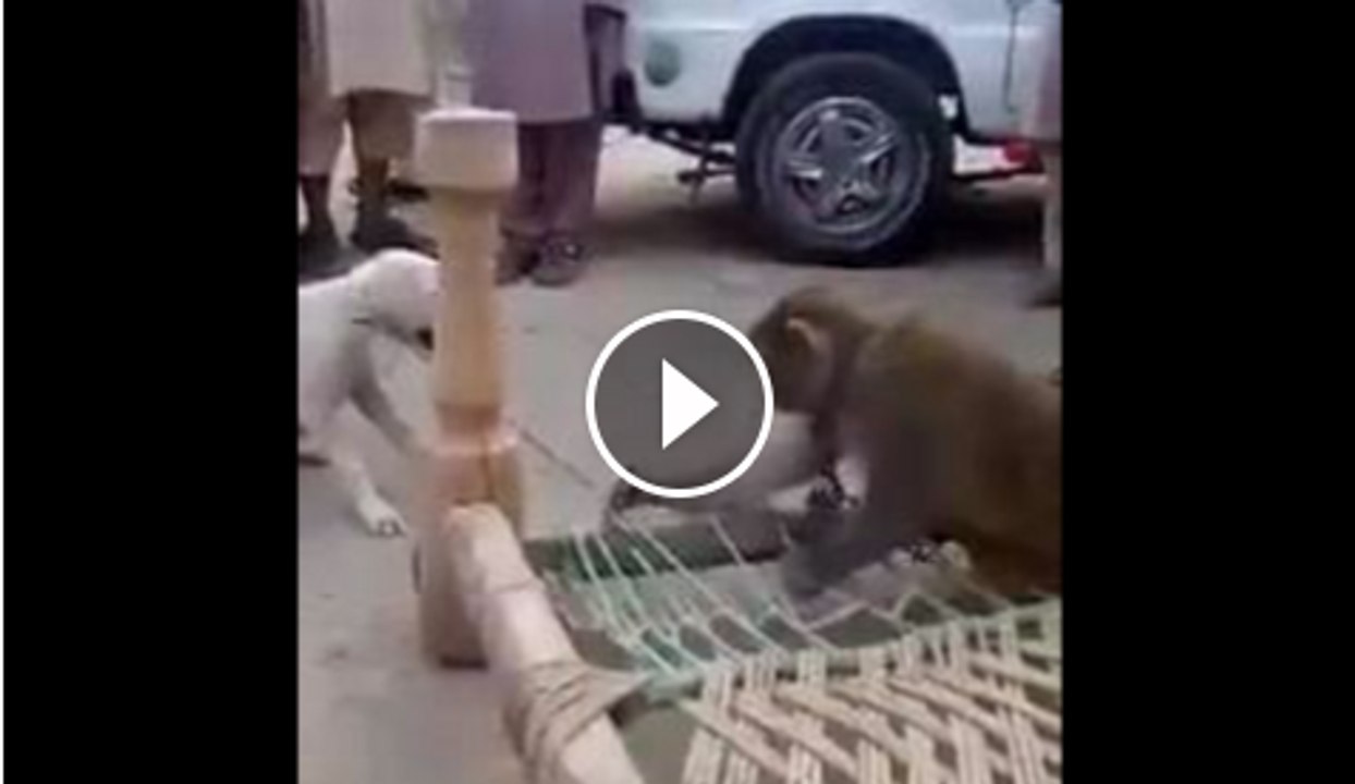 Dog Vs Monkey in Public