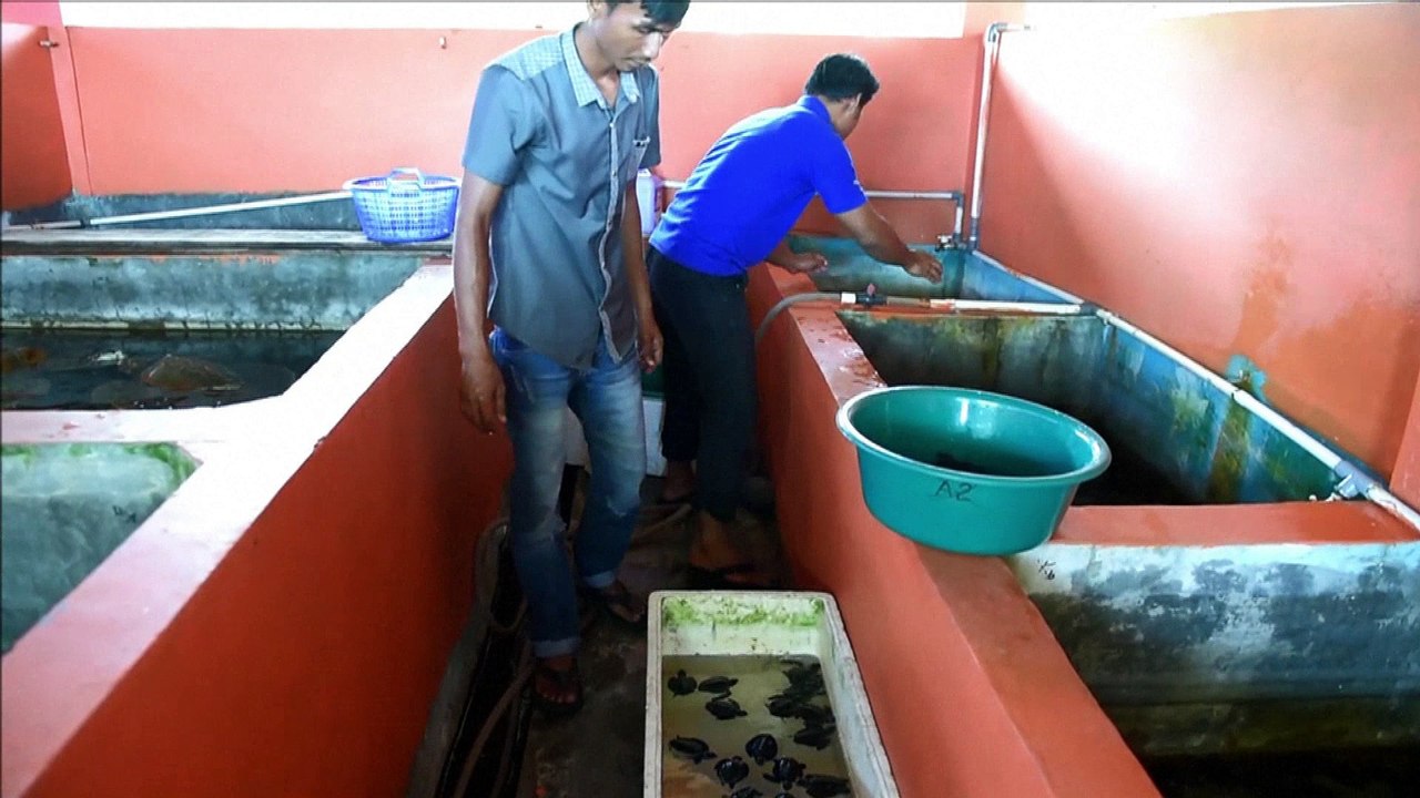En Indonésie, un centre pour sauver les bébés tortues