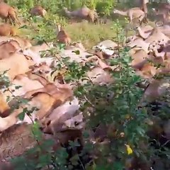 largest Camel pride i ever watched - thousands of camels