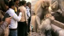 A monkey saved the life of another monkey who fell unconscious after being electrocuted