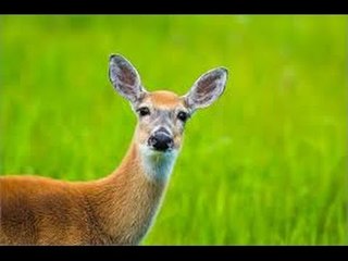 Récitation du Coran qui apaise le coeur et l'âme - LYRICS en FRANCAIS