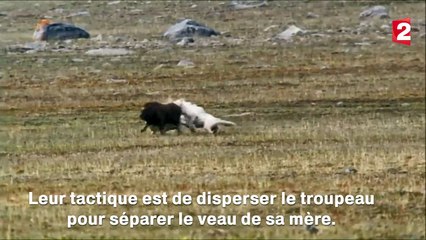 الدرس الذي لم يفهمه العرب فهمته البهائم و جميع الحيوانات