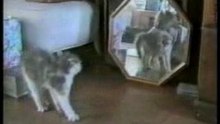 Funnycats[1]